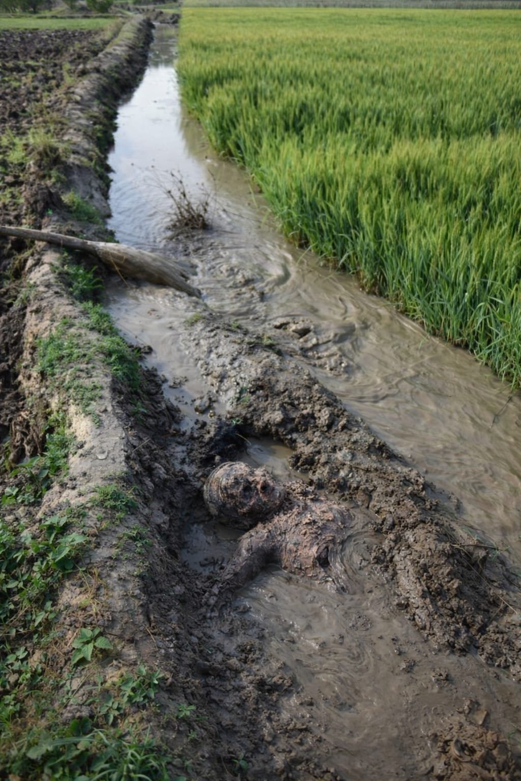 खौफनाक वारदात: पत्नी की हत्या कर खेत में दफनाया शव, ऊपर बो दी गेहूं की फसल; दो महीने बाद खुला राज